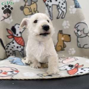 Vivian, Scottish Terrier Puppy
