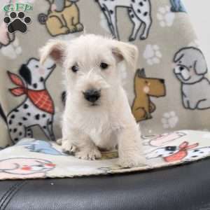 Vivian, Scottish Terrier Puppy