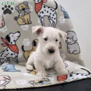 Vivian, Scottish Terrier Puppy