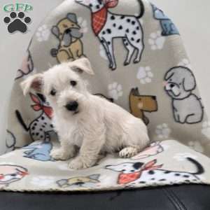 Vivian, Scottish Terrier Puppy