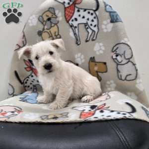 Vivian, Scottish Terrier Puppy