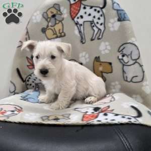 Vivian, Scottish Terrier Puppy