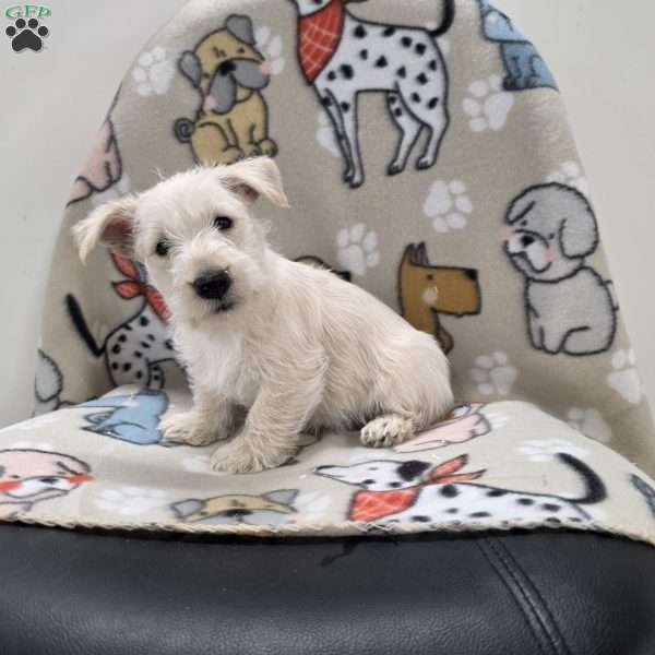 Vivian, Scottish Terrier Puppy
