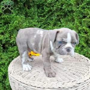 Bentley, Frenchton Puppy