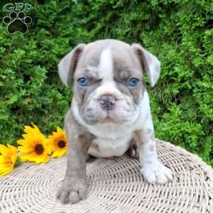 Bentley, Frenchton Puppy