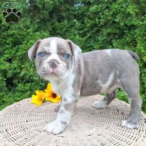 Bentley, Frenchton Puppy