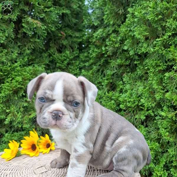 Bentley, Frenchton Puppy