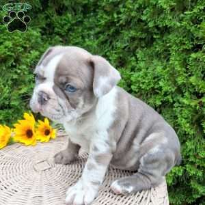Bentley, Frenchton Puppy