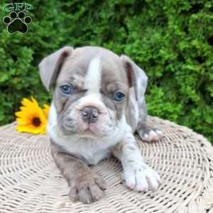 Bentley, Frenchton Puppy