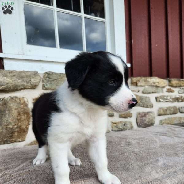 Willie, Border Collie Puppy
