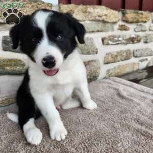 Willie, Border Collie Puppy
