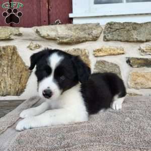 Willie, Border Collie Puppy