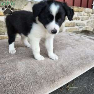 Willie, Border Collie Puppy