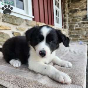 Willie, Border Collie Puppy