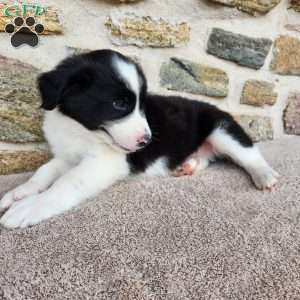 Willie, Border Collie Puppy