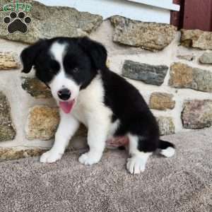 Willie, Border Collie Puppy