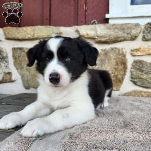 Willie, Border Collie Puppy