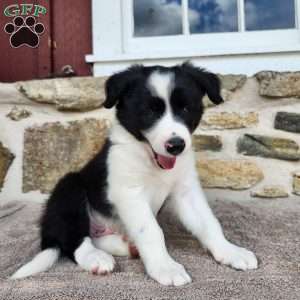 Willie, Border Collie Puppy