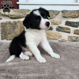 Willie, Border Collie Puppy