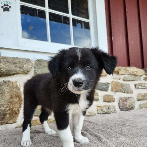 Bridget, Border Collie Puppy