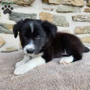Bridget, Border Collie Puppy