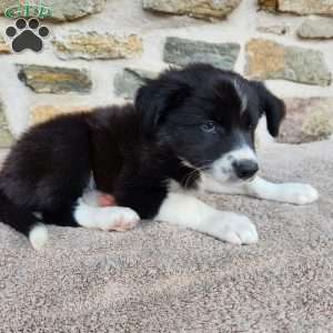 Bridget, Border Collie Puppy