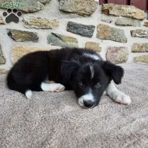 Bridget, Border Collie Puppy