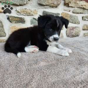 Bridget, Border Collie Puppy