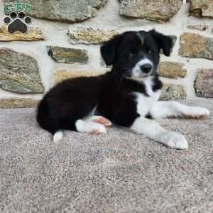 Bridget, Border Collie Puppy