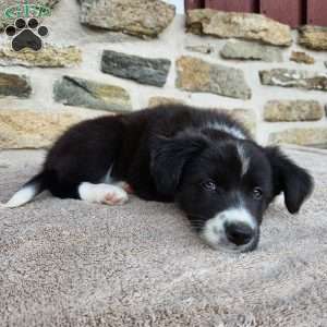 Bridget, Border Collie Puppy