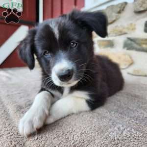 Bridget, Border Collie Puppy