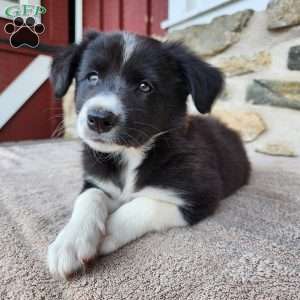 Bridget, Border Collie Puppy