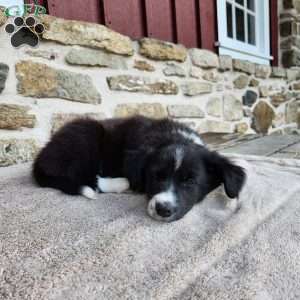 Bridget, Border Collie Puppy