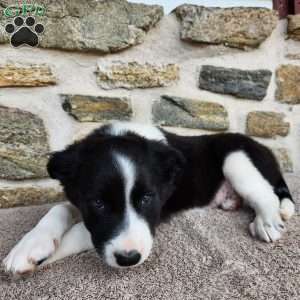 Tiger, Border Collie Puppy