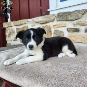 Tiger, Border Collie Puppy