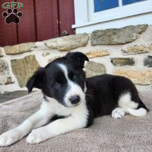 Tiger, Border Collie Puppy