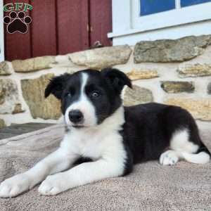 Tiger, Border Collie Puppy