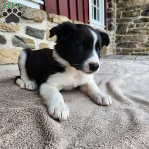Tiger, Border Collie Puppy