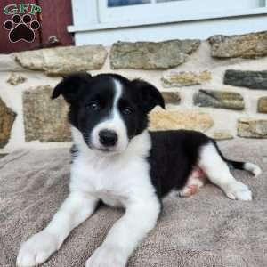 Tiger, Border Collie Puppy