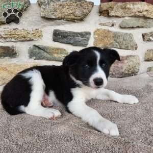 Tiger, Border Collie Puppy