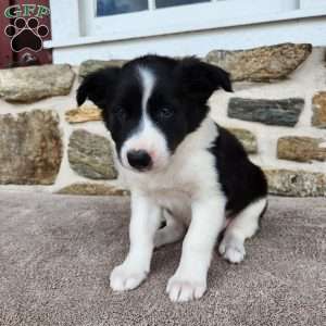 Tiger, Border Collie Puppy