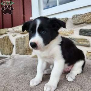 Tiger, Border Collie Puppy