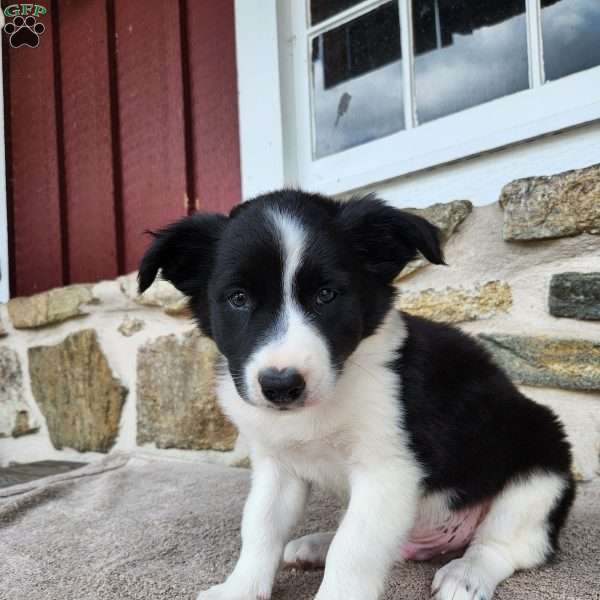 Tiger, Border Collie Puppy