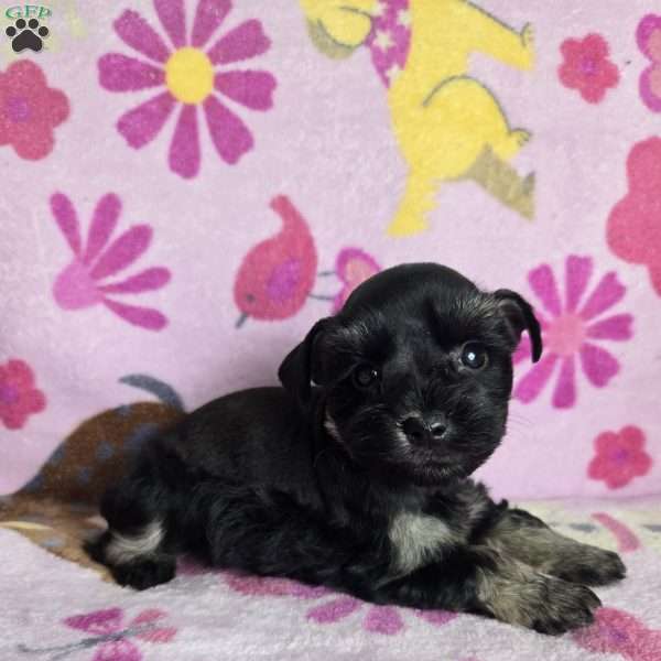 Marcie, Miniature Schnauzer Puppy