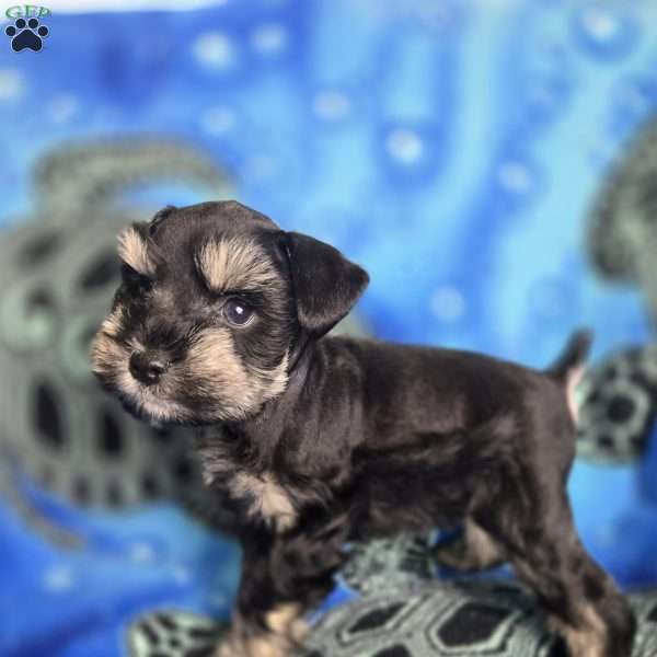 Snoopy, Miniature Schnauzer Puppy
