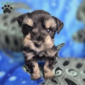 Snoopy, Miniature Schnauzer Puppy