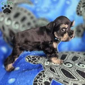 Snoopy, Miniature Schnauzer Puppy