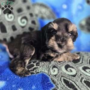 Snoopy, Miniature Schnauzer Puppy