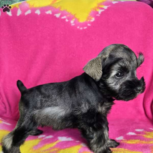 Lucy, Miniature Schnauzer Puppy