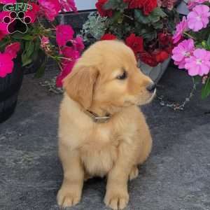Cody, Golden Retriever Puppy